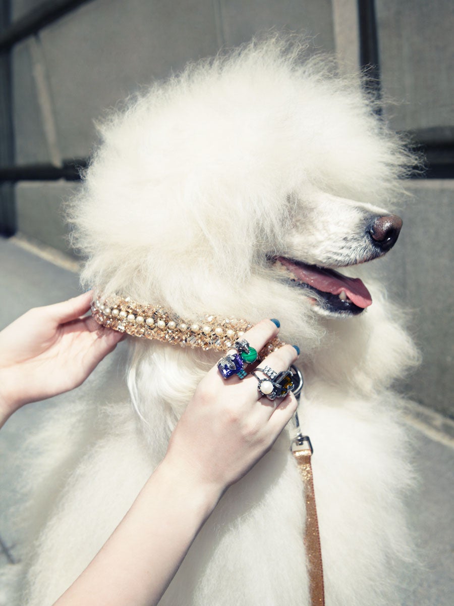 Poodle