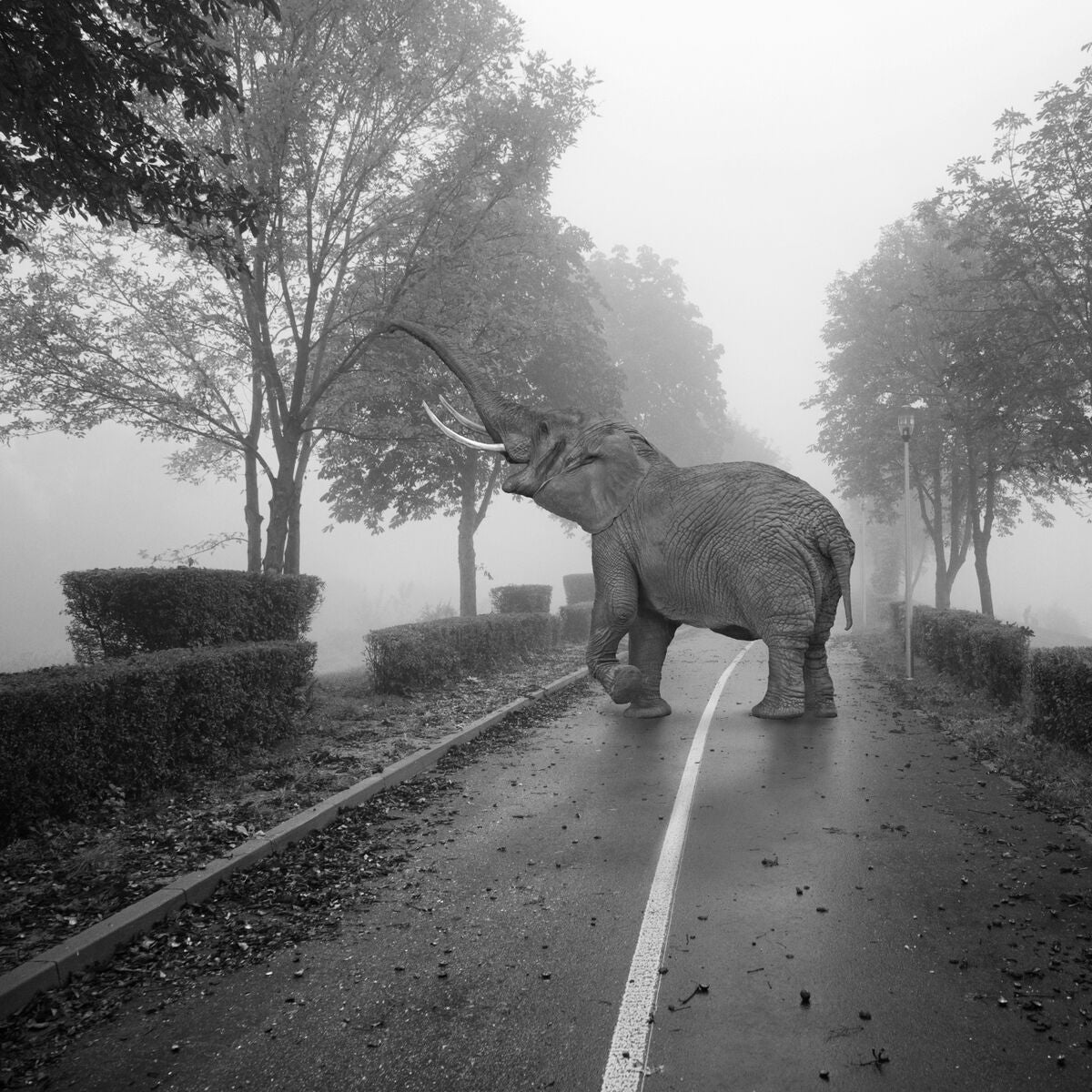 Elephant