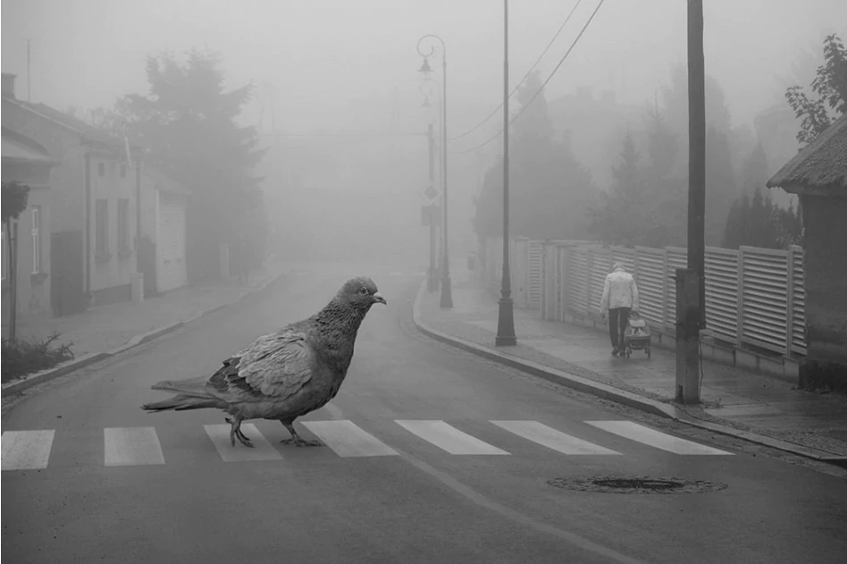Birdwalk